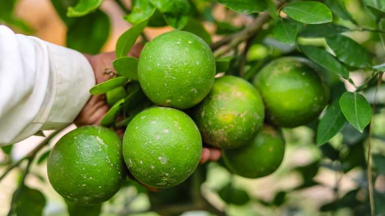 pomelos on branch