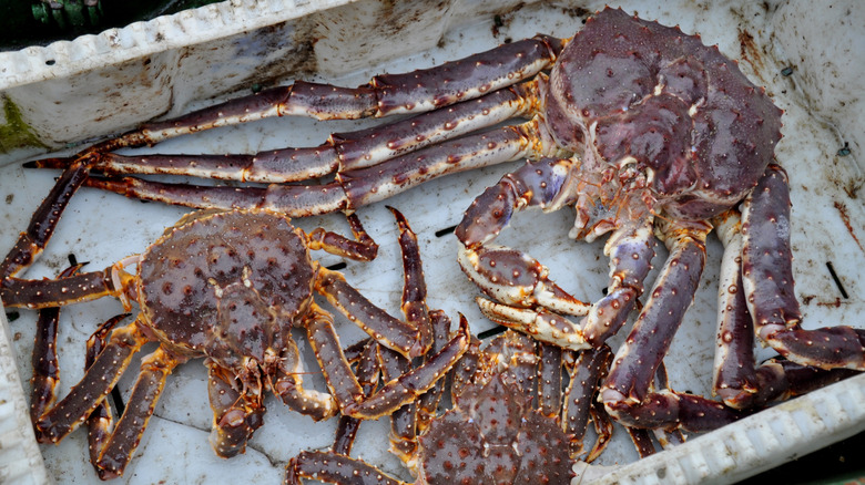 King crabs of differing sizes