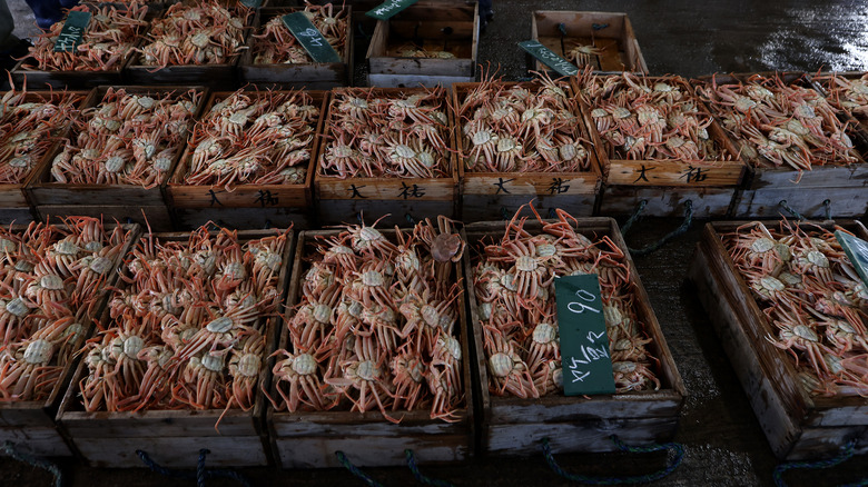 Crates of Japanese snow crabs