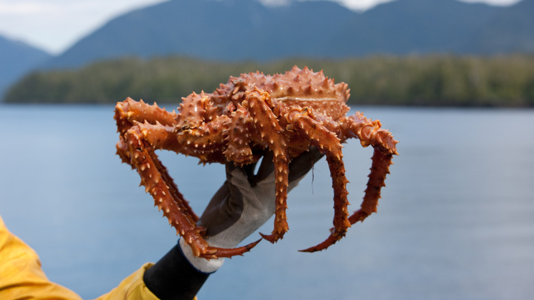 A King Crab being held