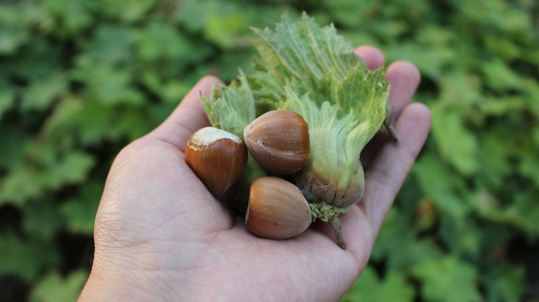 Man holding freshly harvested hazelnuts