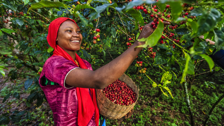 Farmer harvesting coffee beans