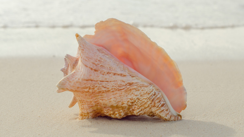 Conch shell on the beach