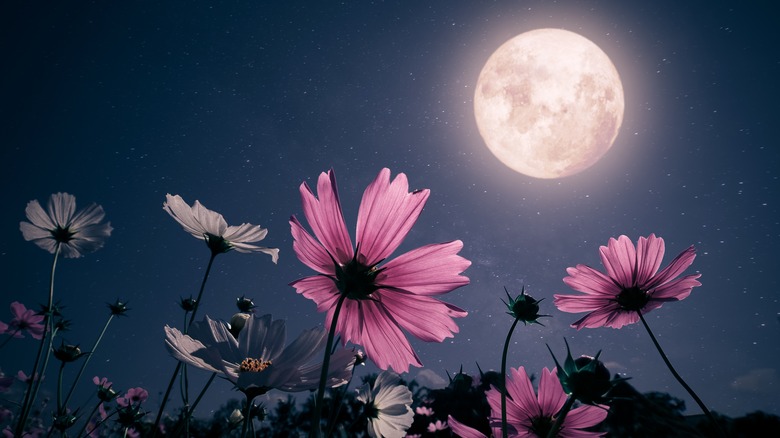 Full moon over flowers