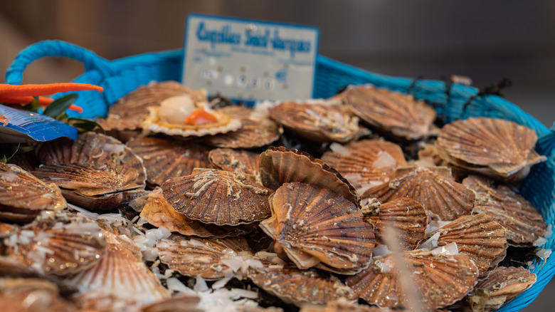 scallops in shell at market