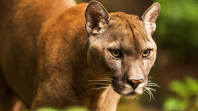 brown cougar stalking daytime jungle