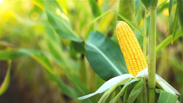 Ear of sweet corn on stalk 