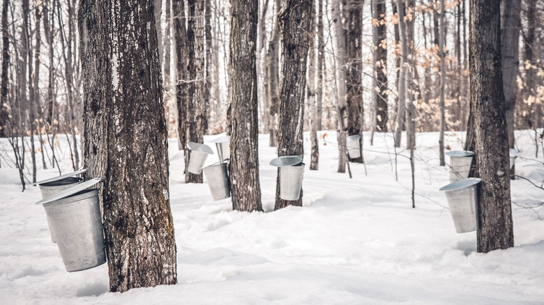 sap buckets in maple sugarbush