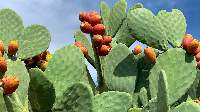 prickly pear cactus 