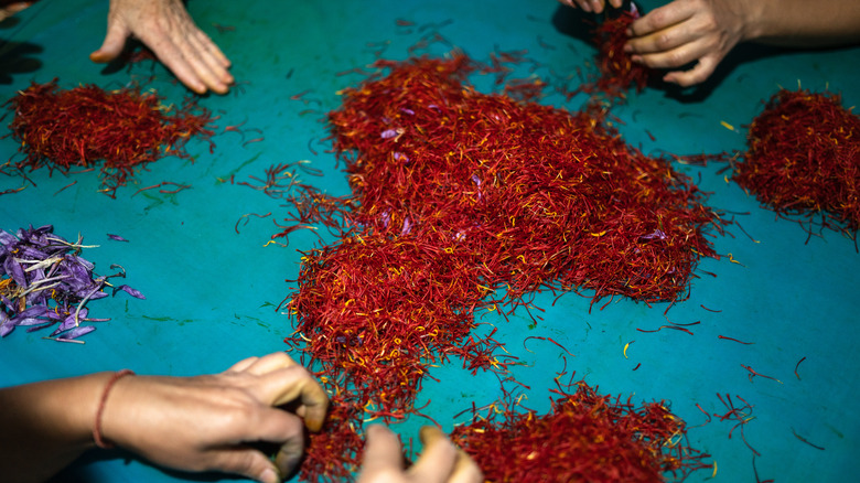 saffron farmers hand-processing harvests