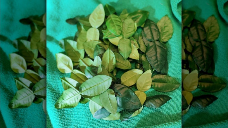 leaves on open salad sling