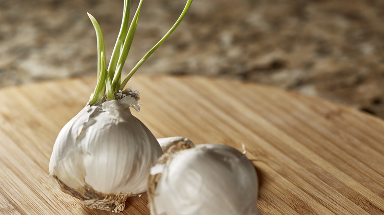 Sprouted garlic on a wooden table