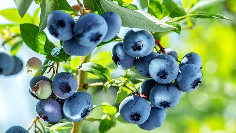 Blueberry bush 