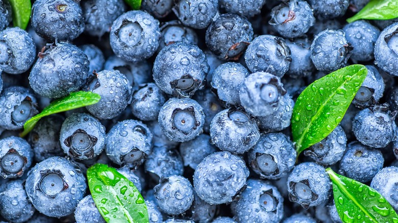 Washed blueberries with green leaves 