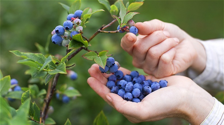 Hand picking blueberries 