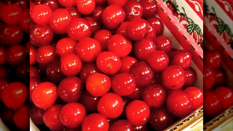 Close up of Montmorency tart cherries 
