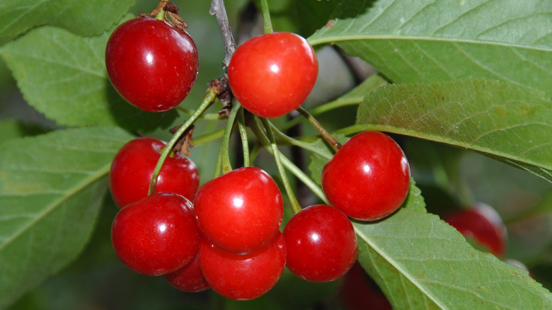 Cluster of Montmorency Michigan tart cherries