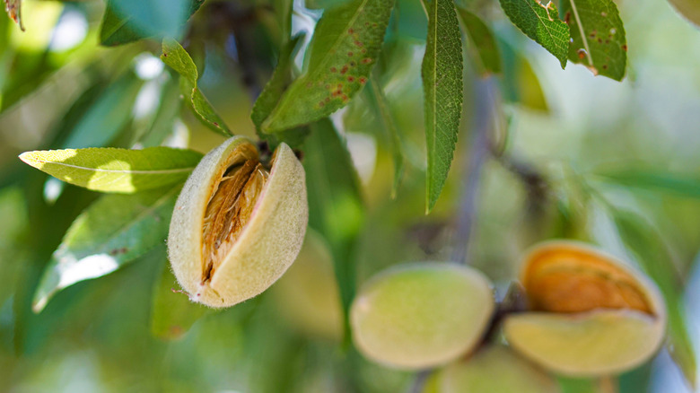 Almond ripening on tree branch