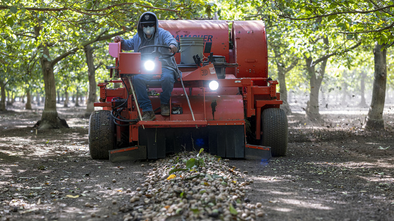 Laborer harvesting California nut crop