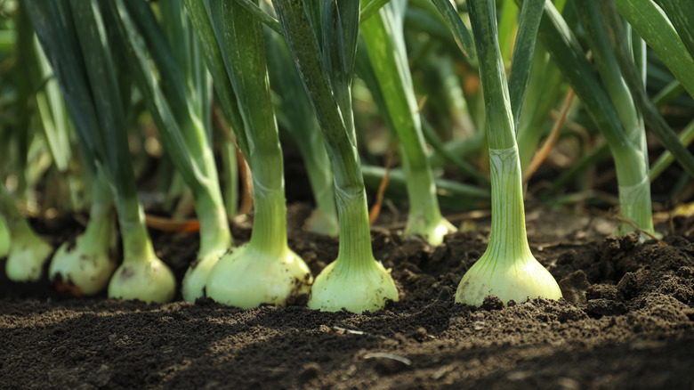 Onions growing in dirt field