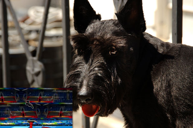 2008: White House Videos Debut Starring Barney the Dog  