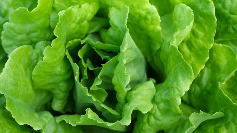 Lettuce up close