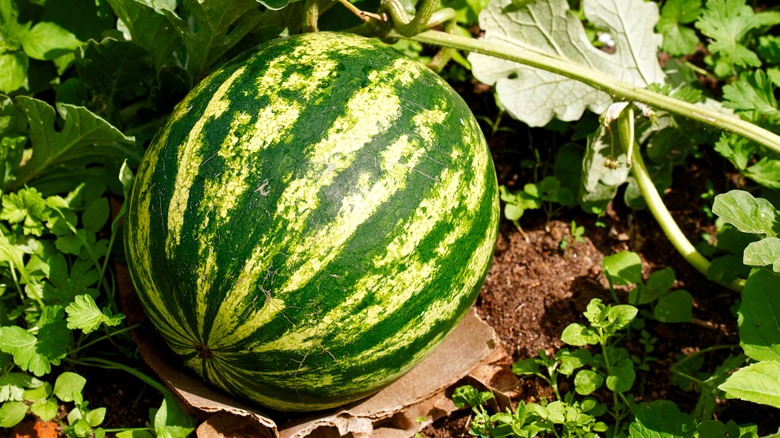 Watermelon growing in a garden