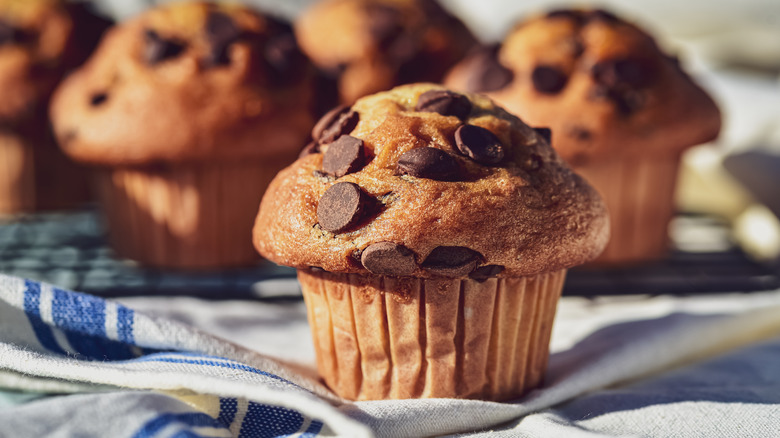 equally-sized chocolate chip muffins