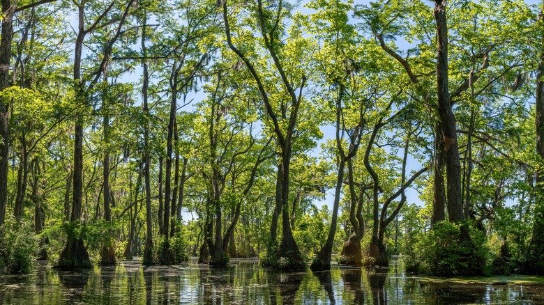 Tupelo Trees