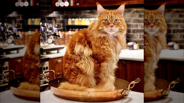 Orange tabby cat in kitchen