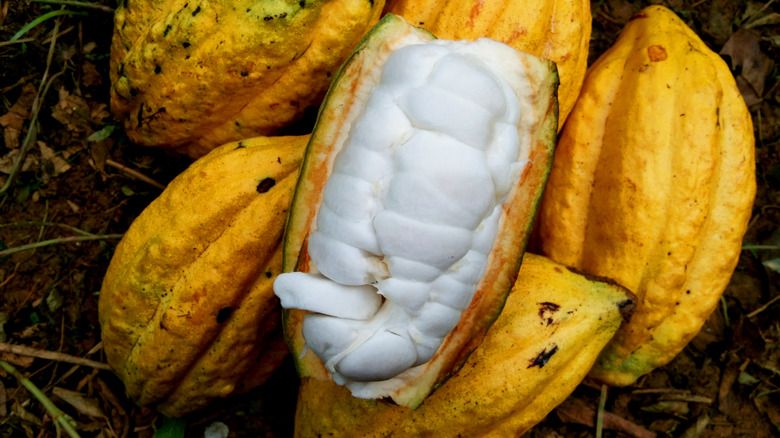 Cocoa pods with beans