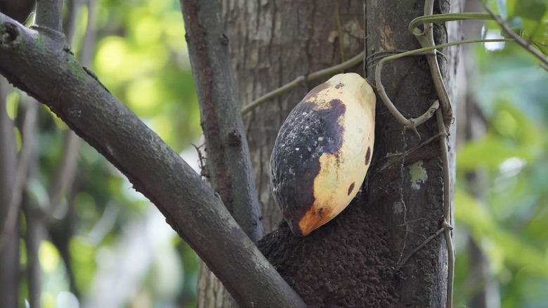 Cocoa tree with fungus