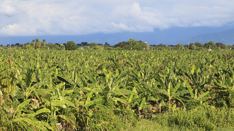 Venezuelan banana farm