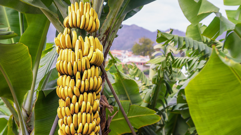 Ripe Cavendish bananas on tree