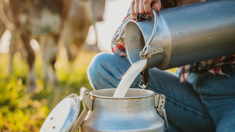 farmer decanting raw milk