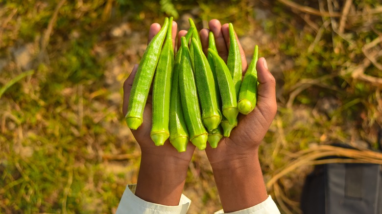 pile of okra in cupped hands