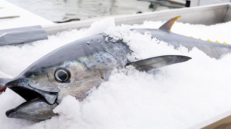 Tuna on ice on boat