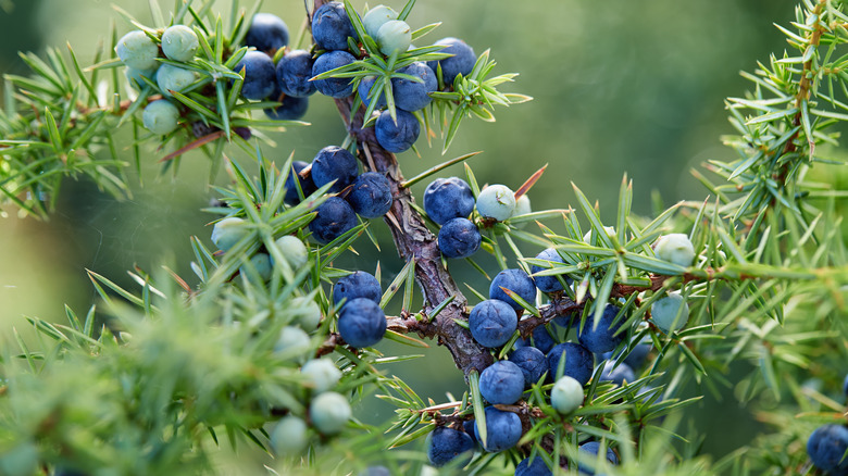 juniper berries growing on juniper tree