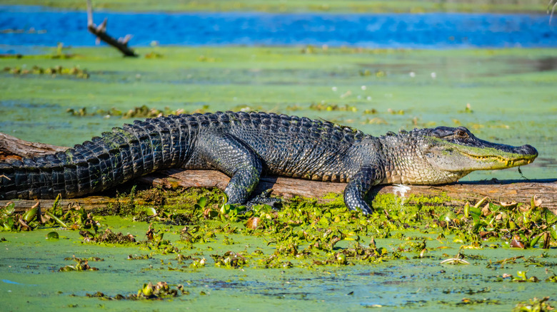 Alligator resting on a log