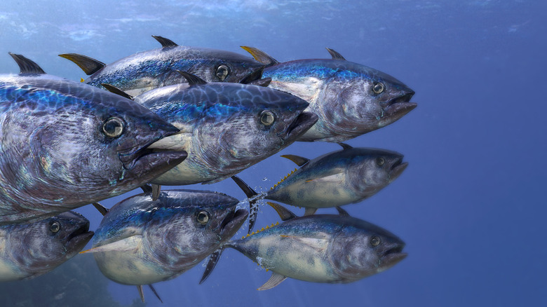 school of tuna fish