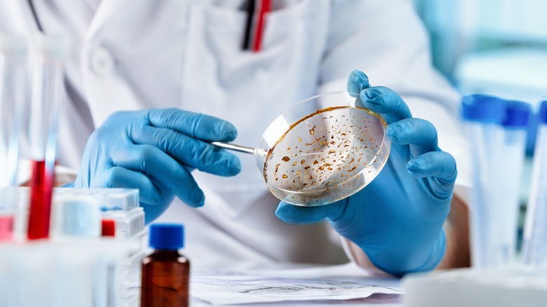 A scientist examining a petri dish