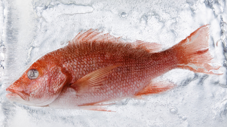 Red snapper on ice