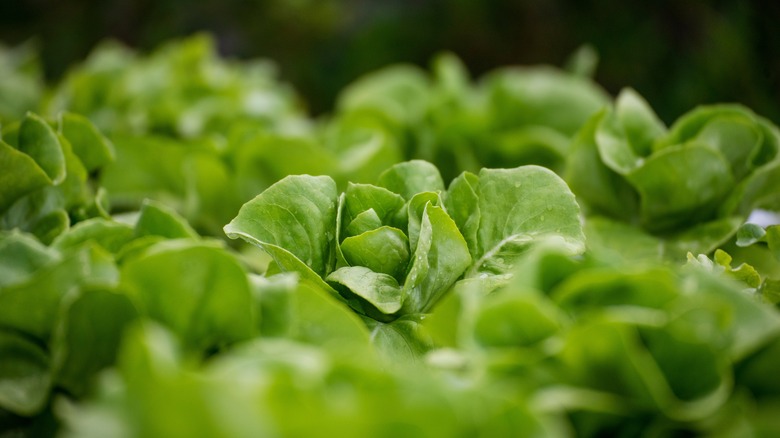 Why It's So Important to Dry Salad Greens Before Using