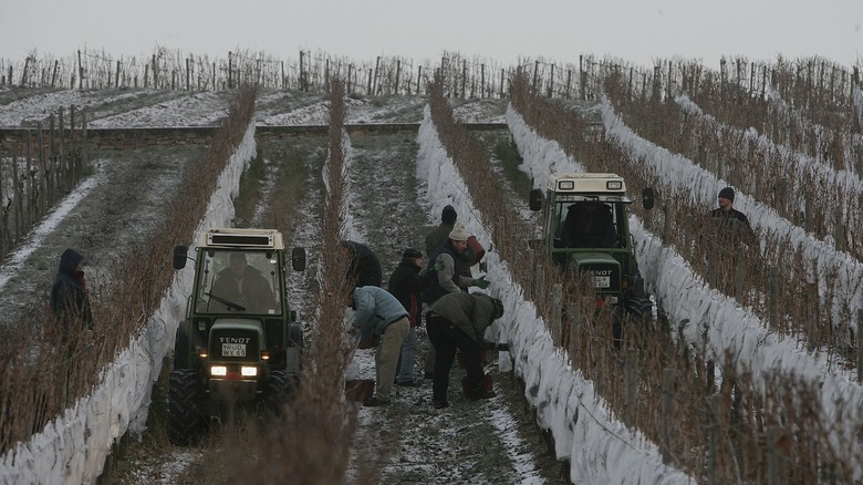 Winemakers harvesting  icewine grapes