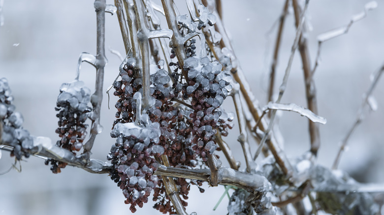 Grapes frozen on the vine