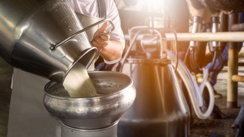 Raw milk dairy farm processing