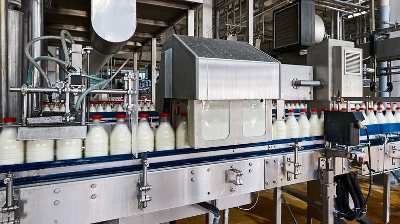 Milk bottles in factory