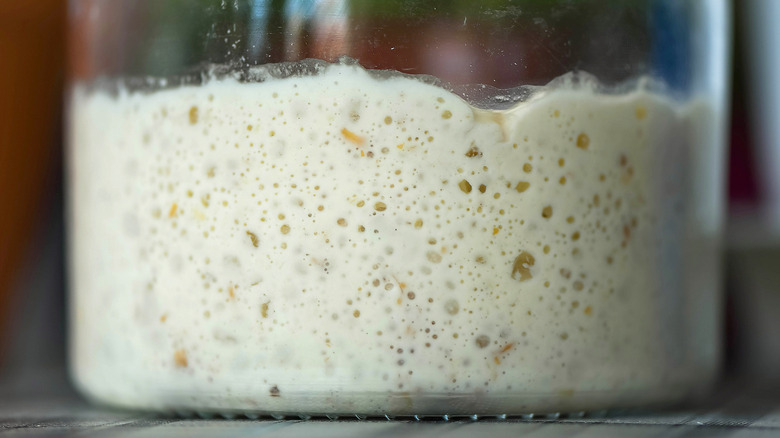 sourdough starter in jar