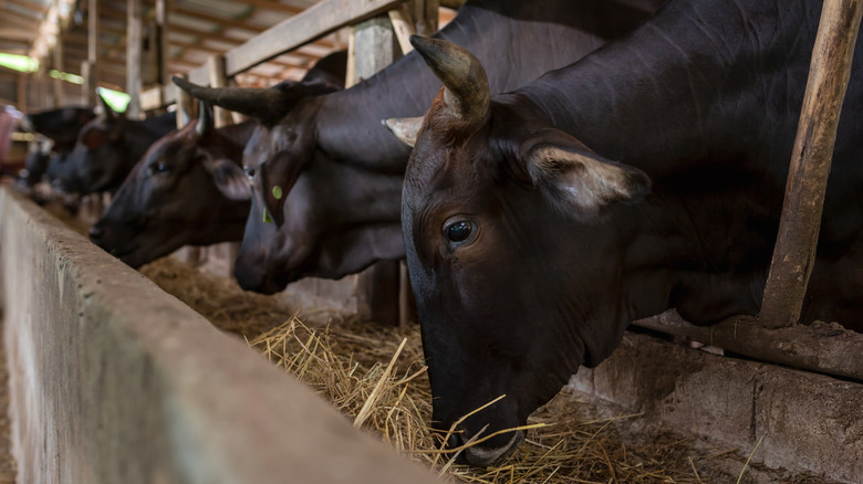 cattle eating in pens