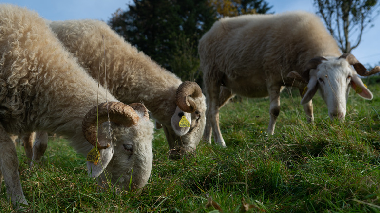 Ossau valley sheep grazing